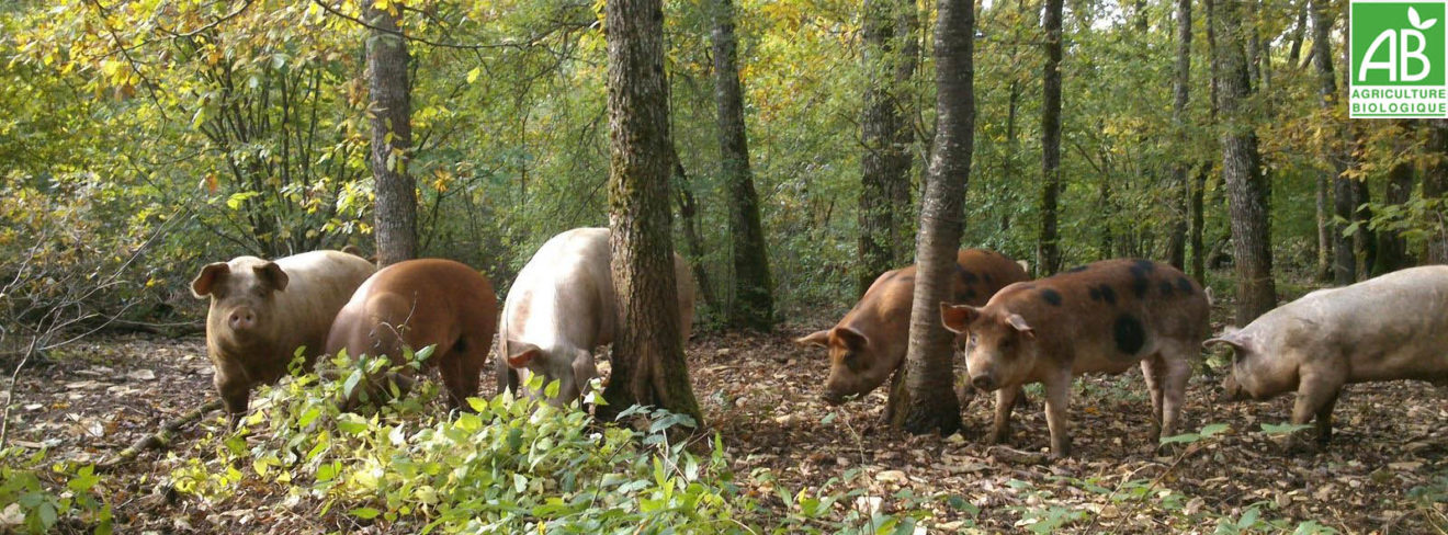 22-29 août  La Petite Halle : truites  et cochon