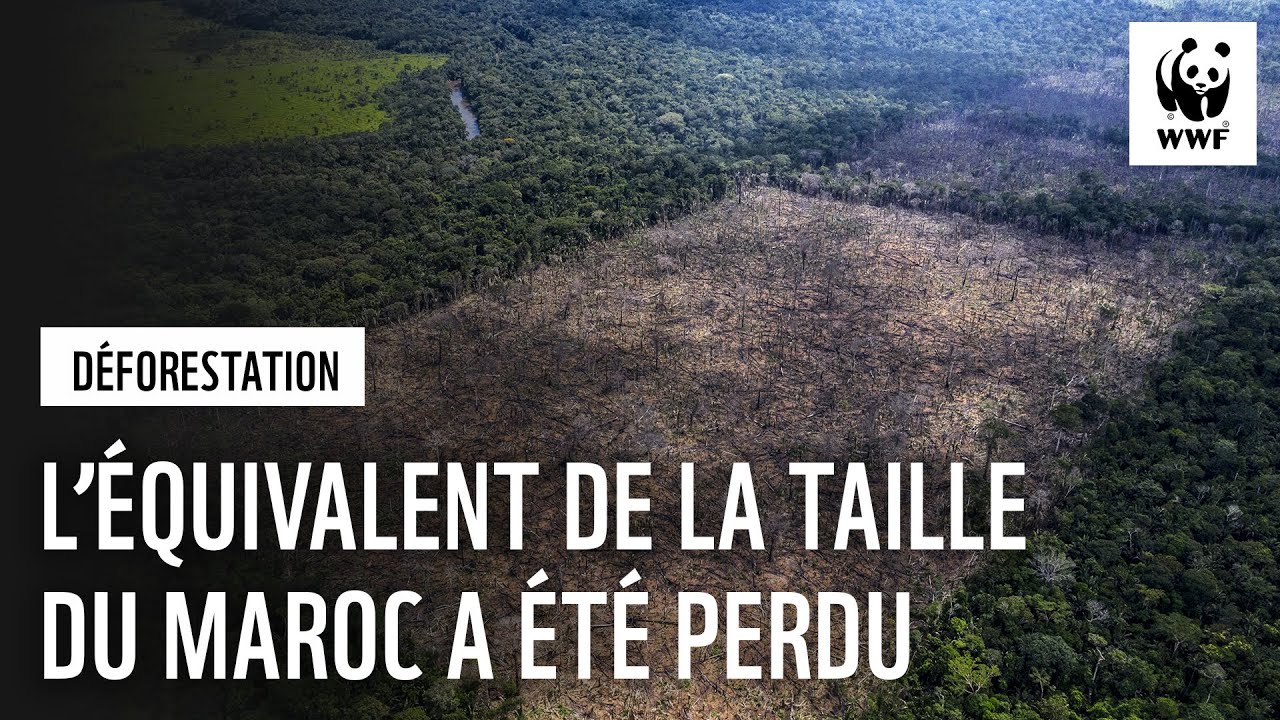 wwf_deforestation