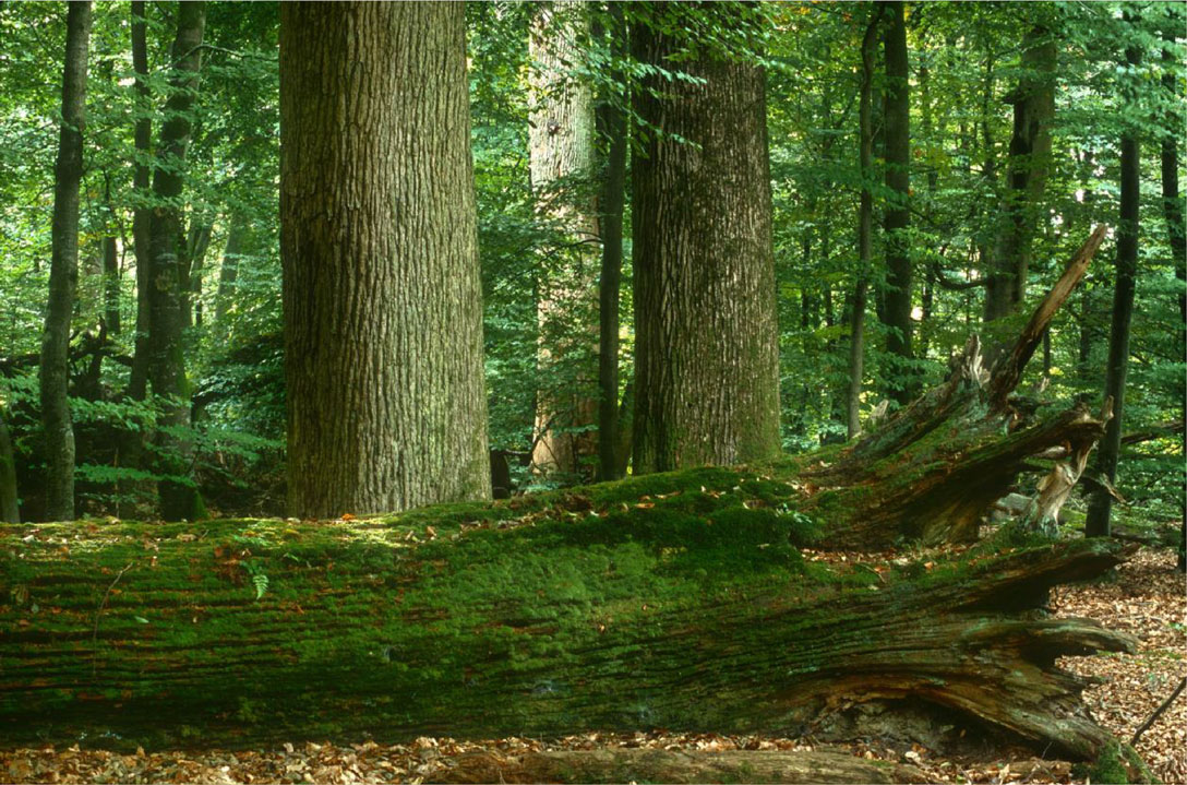 21h — Spectacle audiovisuel immersif dans les dernières forêts sauvages d’Europe