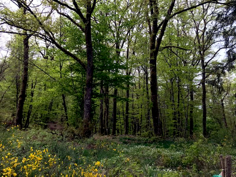 Formation forêt : tous et toutes en forêt avec Patricia et Thierry !