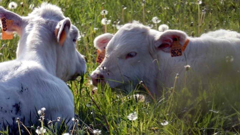 Réunion publique au Carrouège le samedi 20 décembre à 18h30 sur la crise agricole : Dermatose nodulaire, Mercosur, loup…