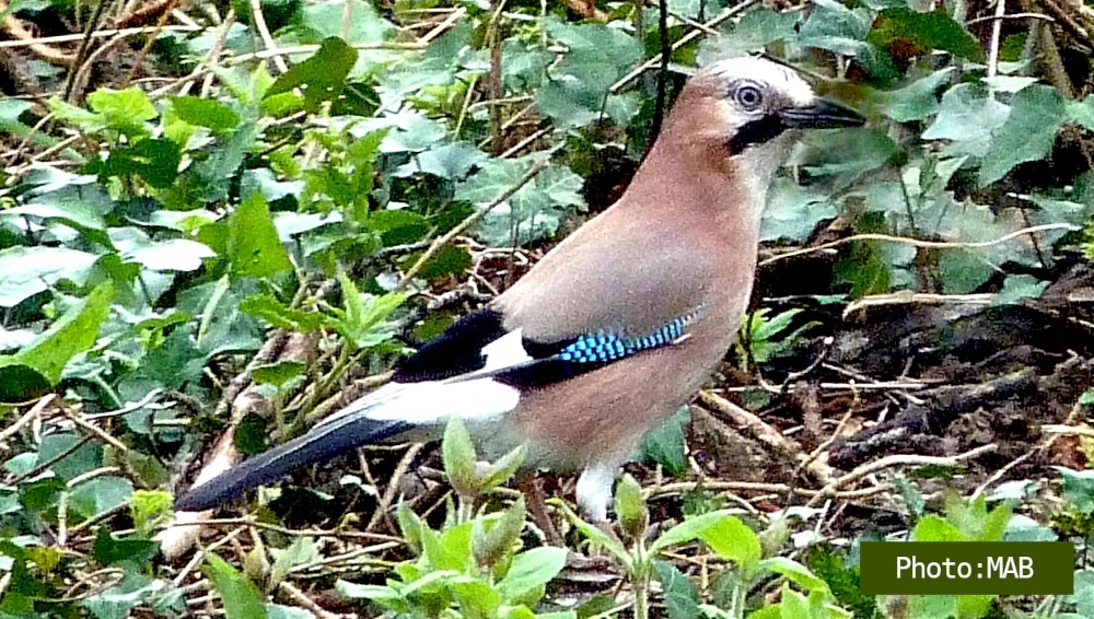 Samedi 28 mars, à 18h30 : formation forêt