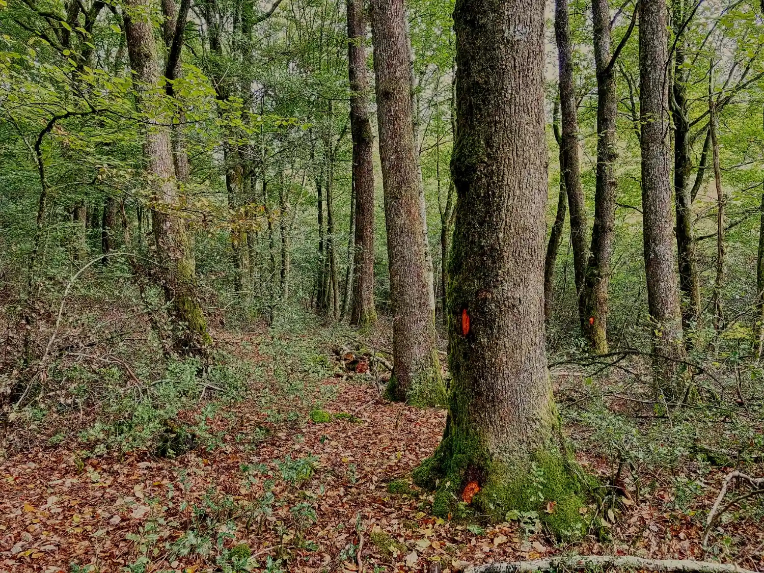 Samedi 24 octobre à 18h : Café forêt – visite parcelle à 15h